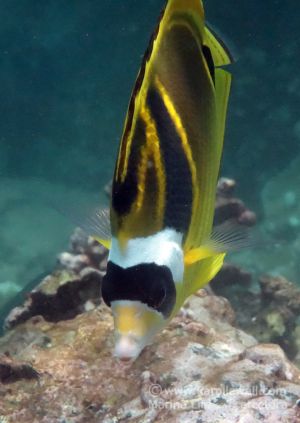 Raccon Butterflyfish From Top